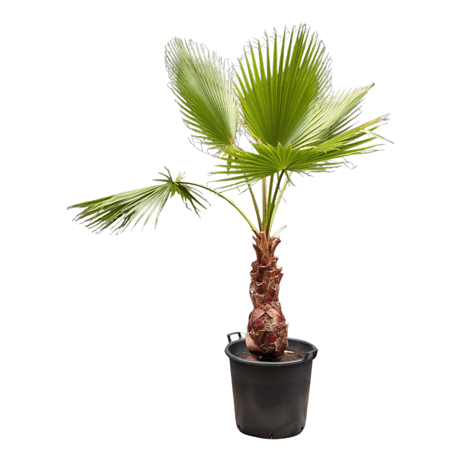 Washington Palme